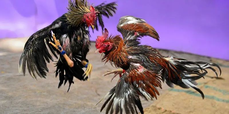Cách tham gia đá gà trực tiếp